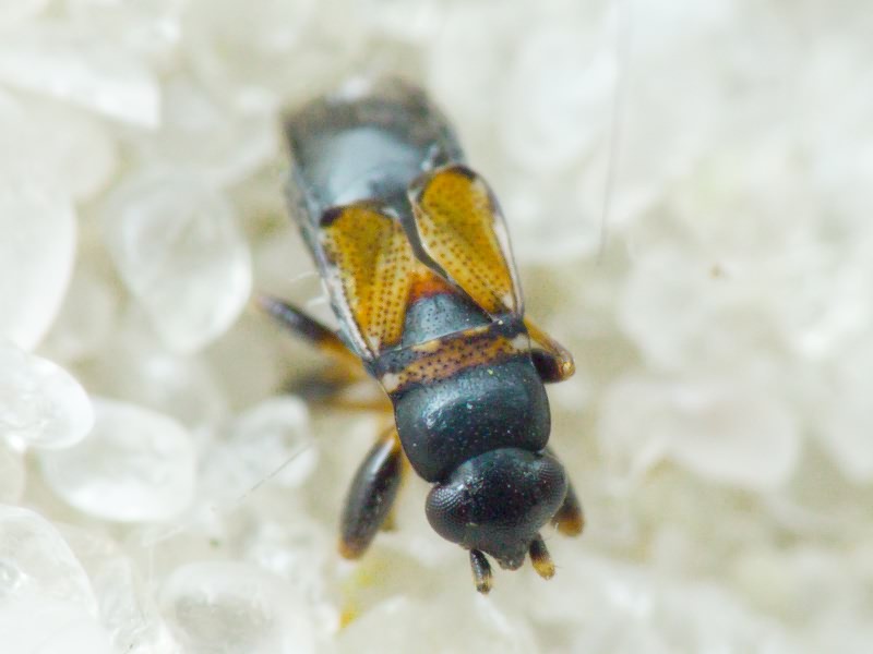 Ischnocoris hemipterus (Schilling, 1829)